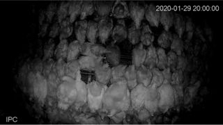 La lutte intégrée contre le pou rouge testée en élevages de poules 